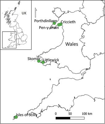 Unravelling the Spatial and Temporal Plasticity of Eelgrass Meadows